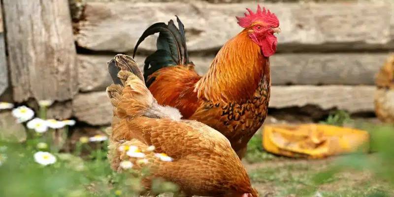 Phương pháp xác định gà linh kê đúng cách
