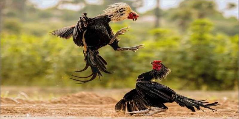 Lý do nên chọn NK88 cho việc chơi đá gà